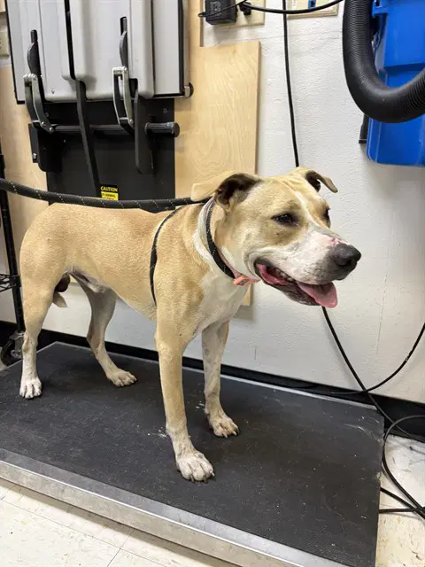 Champ - American Pit Bull Terrier