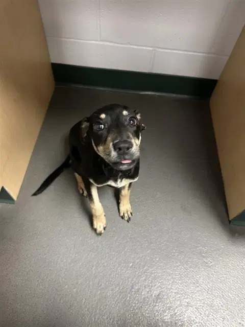 Natalie - Rottweiler