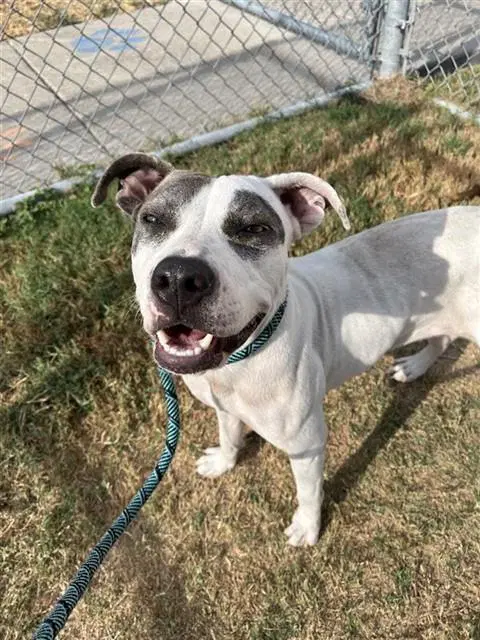 Claire - American Pit Bull Terrier