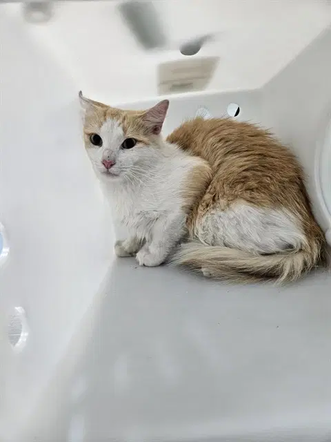 Waffles - Domestic Medium Hair
