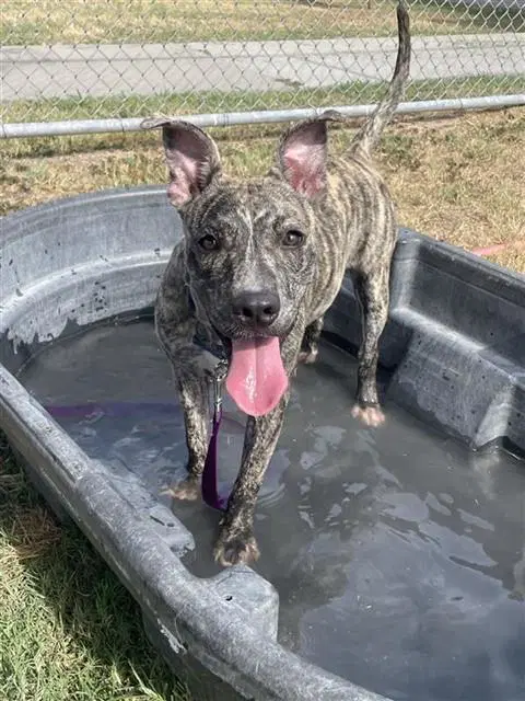 Lavender - Plott Hound