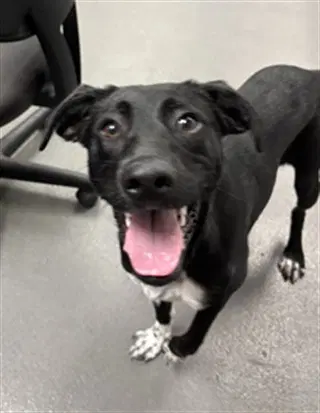 Kimmiestella - Labrador Retriever