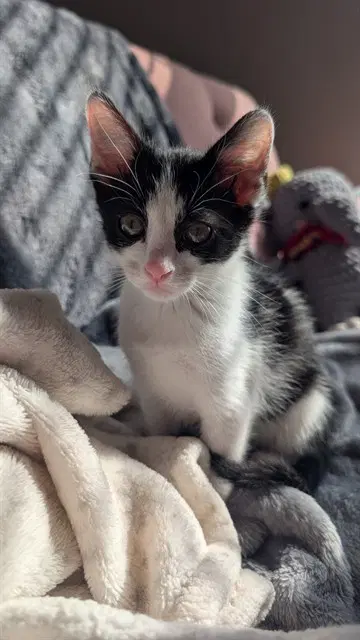 Nightcrawler - Domestic Short Hair