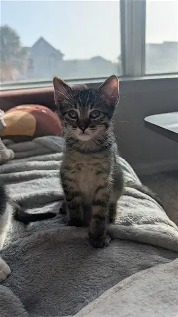 Wolverine - Domestic Short Hair