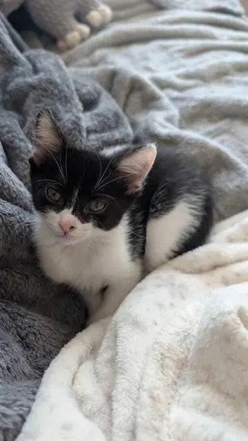 Rogue - Domestic Short Hair