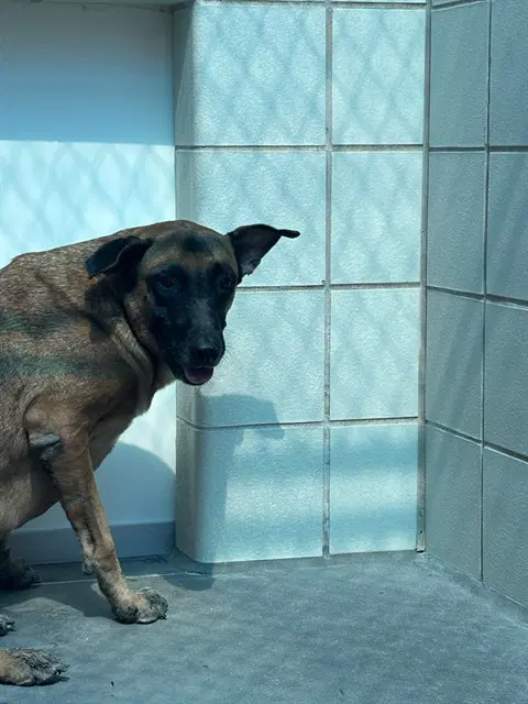 Bobbi Dinero - German Shepherd Dog