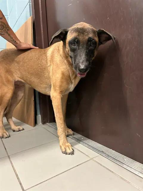 Blondie - German Shepherd Dog