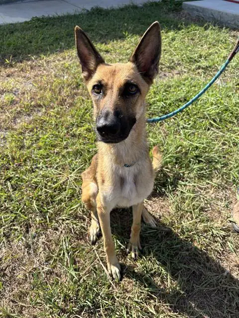 Athena - German Shepherd Dog
