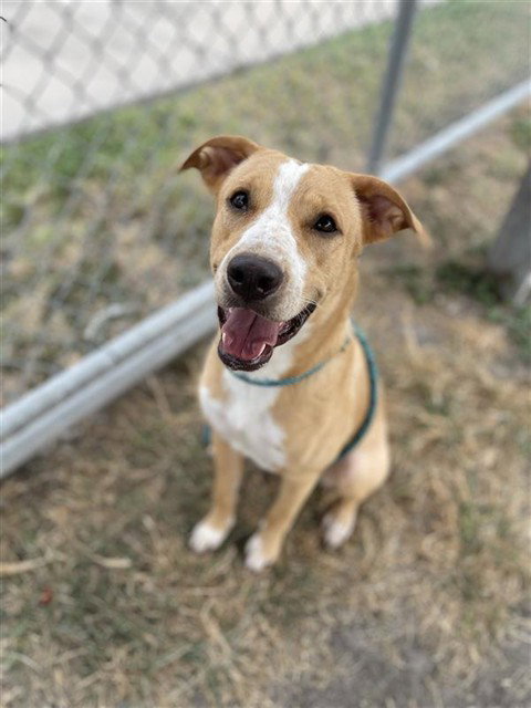 GOLDIE, a dog for adoption from City of Corpus Christi Animal Care