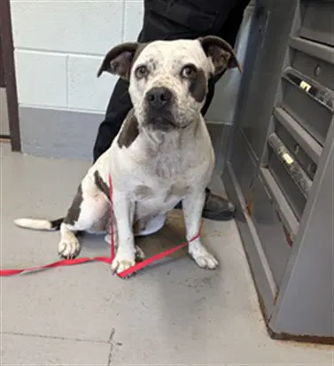 Chica - American Pit Bull Terrier