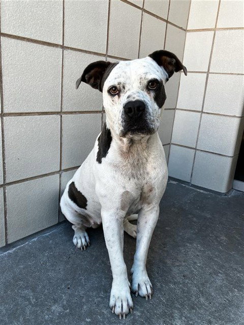 CHICA, a dog for adoption from City of Corpus Christi Animal Care