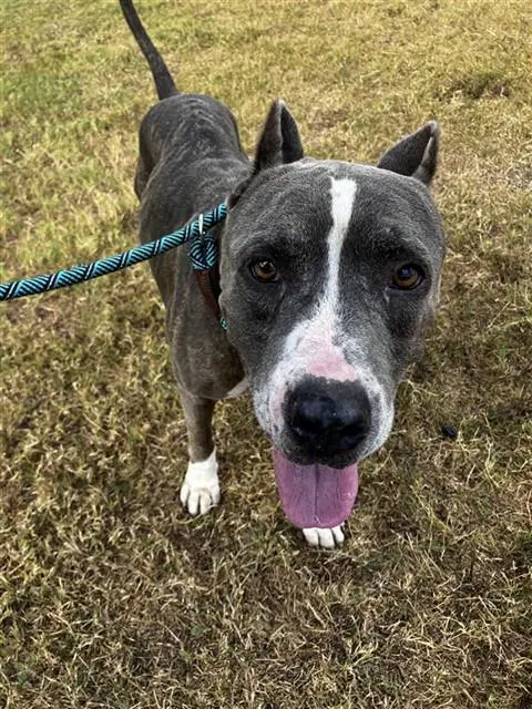 Sumo - American Pit Bull Terrier