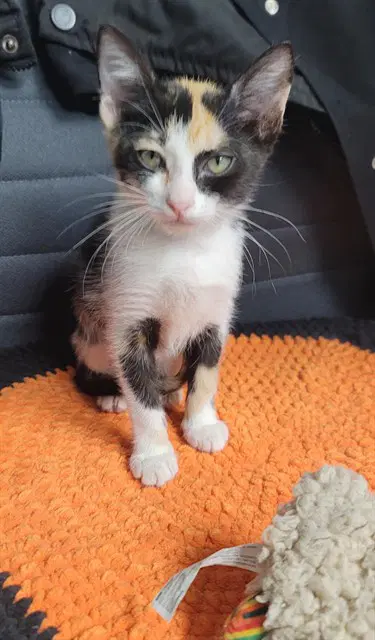 Purrsephone - Domestic Short Hair