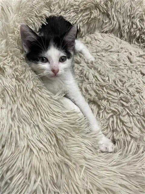 Cyclops - Domestic Short Hair