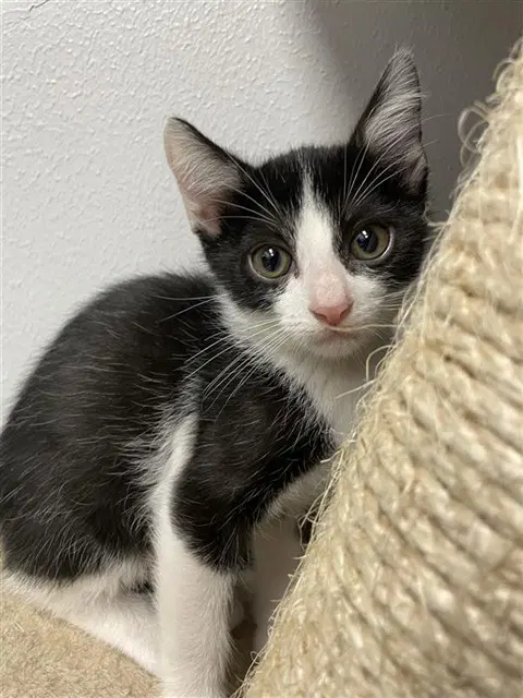 Gambit - Domestic Short Hair