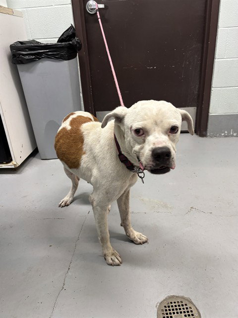 CLIFFORD, a dog for adoption from City of Corpus Christi Animal Care