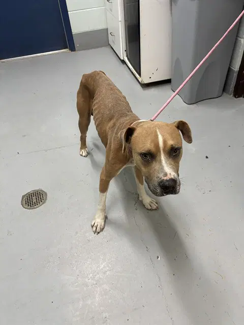 Tyson - American Pit Bull Terrier