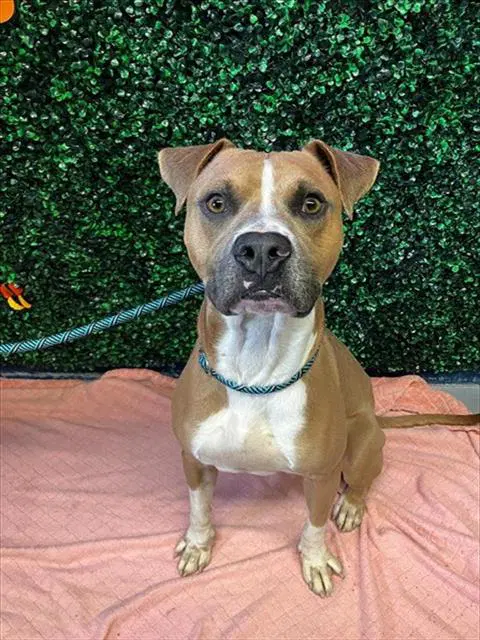 Tyson - American Pit Bull Terrier