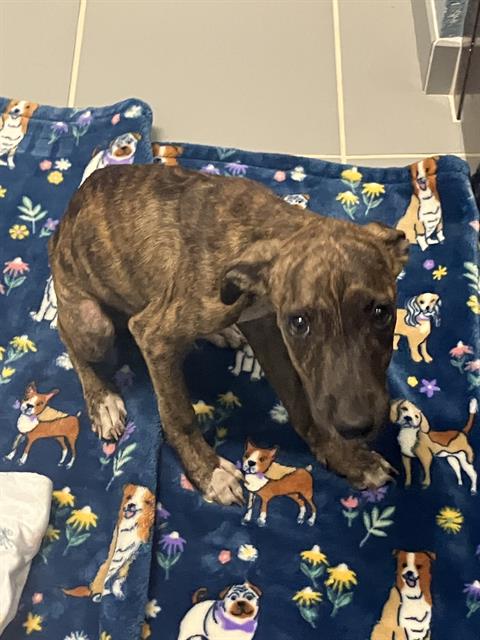 ANGELA, a dog for adoption from City of Corpus Christi Animal Care