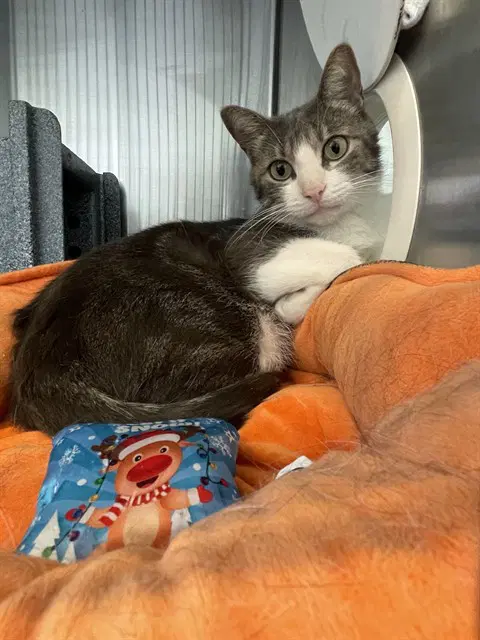 Bridge - Domestic Short Hair
