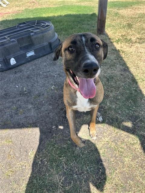 BELLE, a dog for adoption from City of Corpus Christi Animal Care