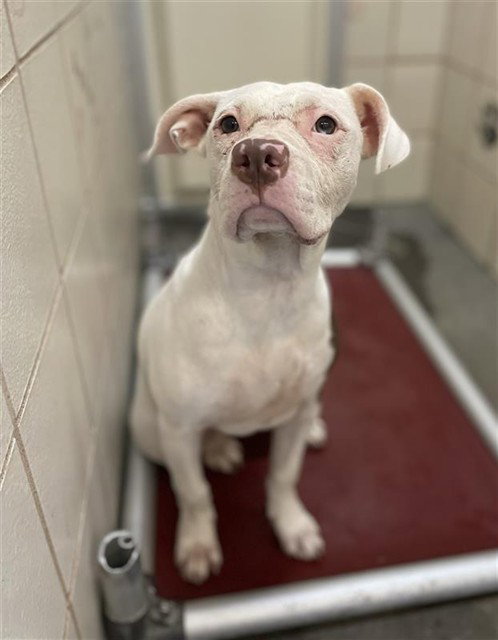 SATURN, a dog for adoption from City of Corpus Christi Animal Care
