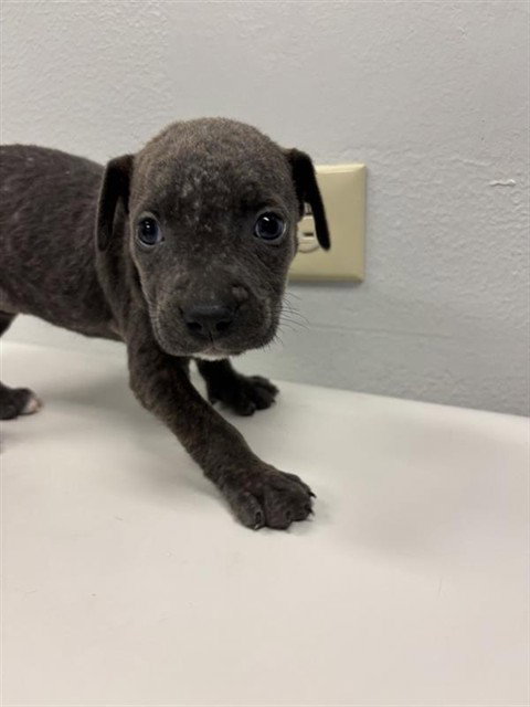 AURORA, a dog for adoption from City of Corpus Christi Animal Care