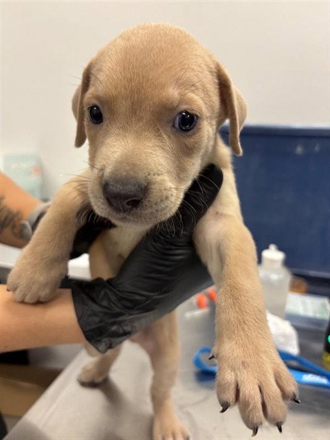 COGSWORTH, a dog for adoption from City of Corpus Christi Animal Care