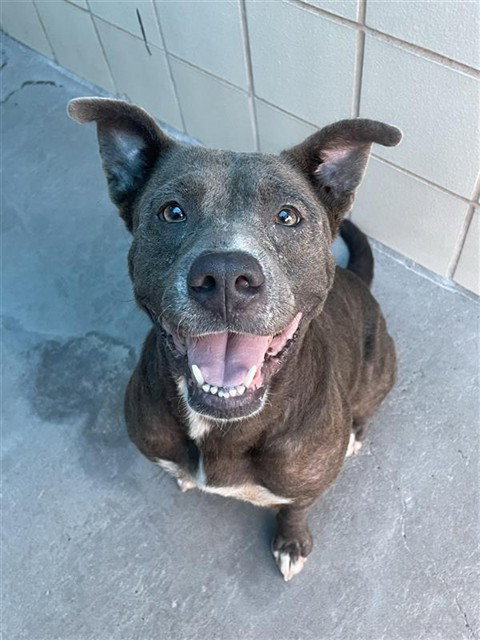Ms. Val Val, American Pit Bull Terrier