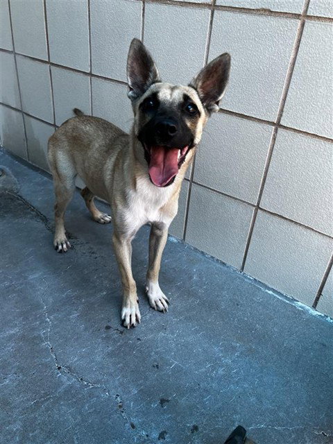 Leila, Black Mouth Cur