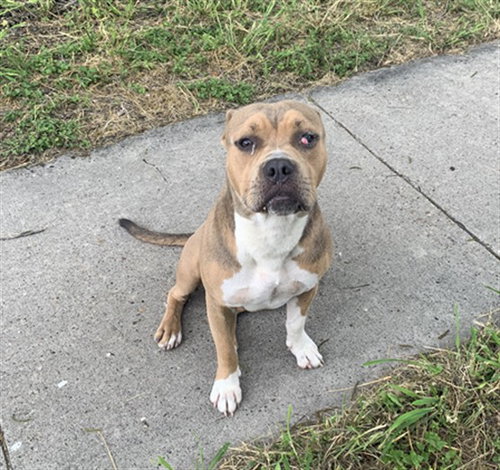 VADER, a dog for adoption from City of Corpus Christi Animal Care