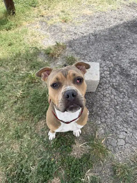 Vader - American Pit Bull Terrier