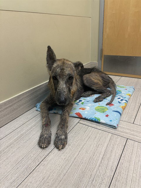 ARLO, a dog for adoption from City of Corpus Christi Animal Care