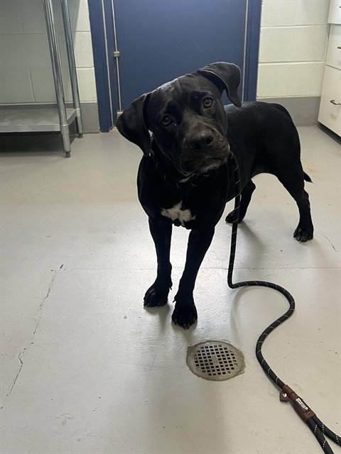 MARLIA, a dog for adoption from City of Corpus Christi Animal Care