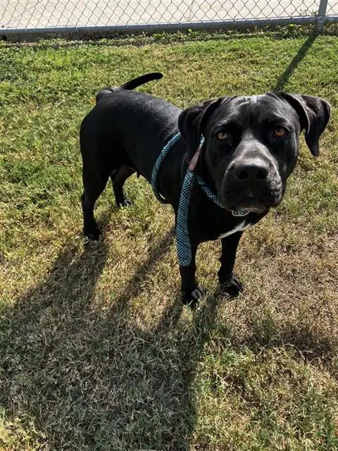 Marlia - American Pit Bull Terrier