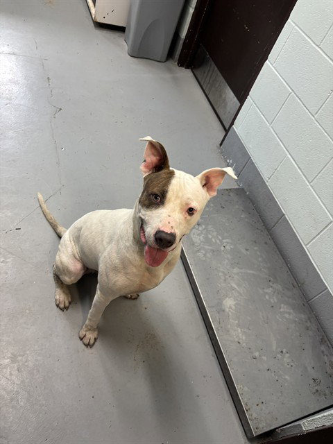 BARK TWAIN, a dog for adoption from City of Corpus Christi Animal Care