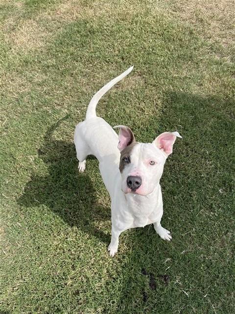 Bark Twain - American Pit Bull Terrier
