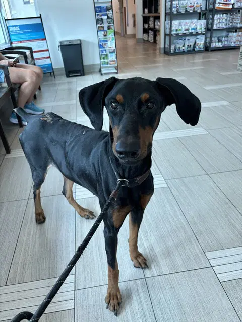 Dracula - Doberman Pinscher