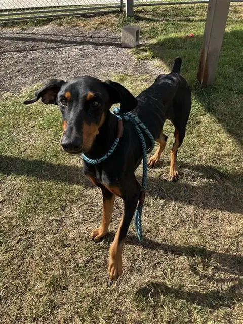 Dracula - Doberman Pinscher