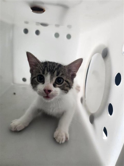 ROLLY, a cat for adoption from City of Corpus Christi Animal Care