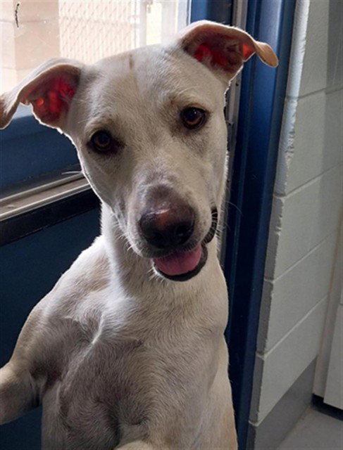 LISA, a dog for adoption from City of Corpus Christi Animal Care
