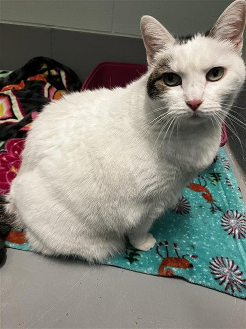 SNOWIE, a cat for adoption from City of Corpus Christi Animal Care