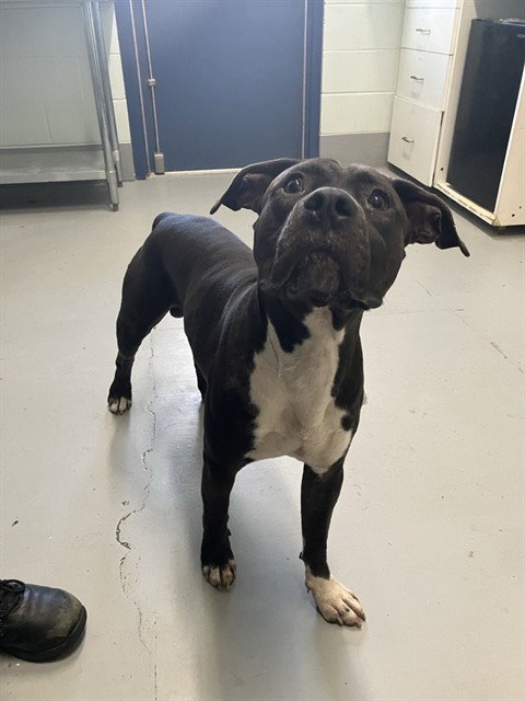 DOCTOR DROOLIUS, a dog for adoption from City of Corpus Christi Animal Care