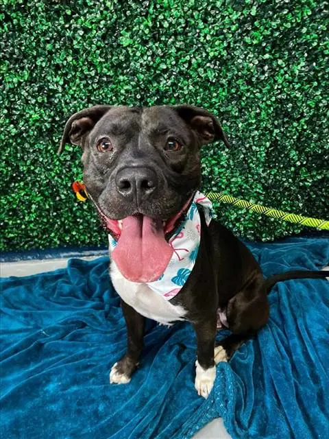 Doctor Droolius - American Pit Bull Terrier