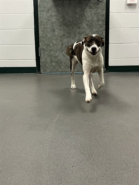 LILA, a dog for adoption from City of Corpus Christi Animal Care