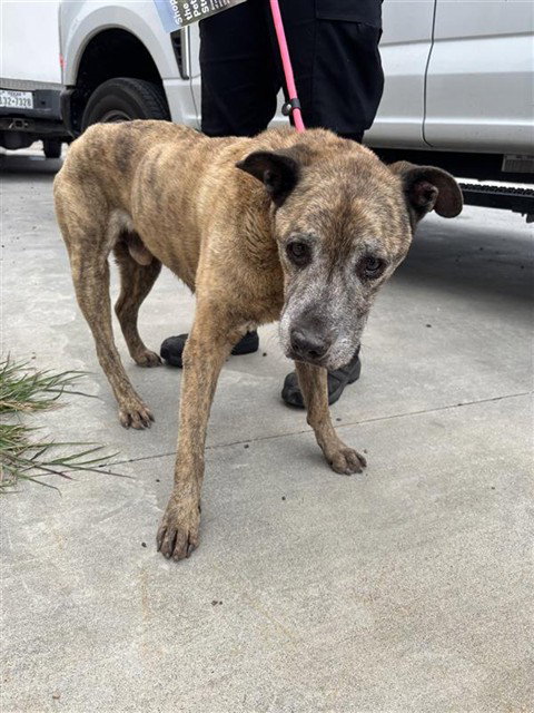 OLD MAN JENKINS, a dog for adoption from City of Corpus Christi Animal Care