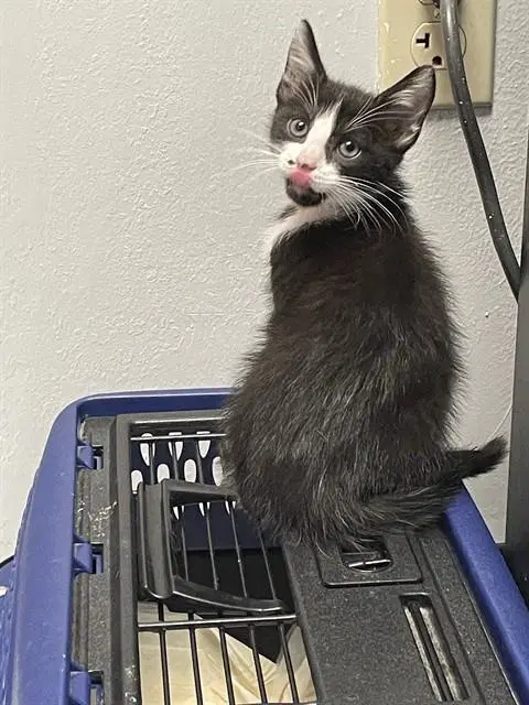 Vixen - Domestic Short Hair