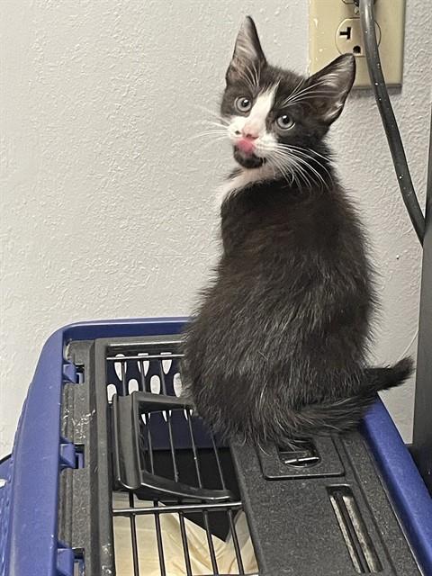 VIXEN, a cat for adoption from City of Corpus Christi Animal Care