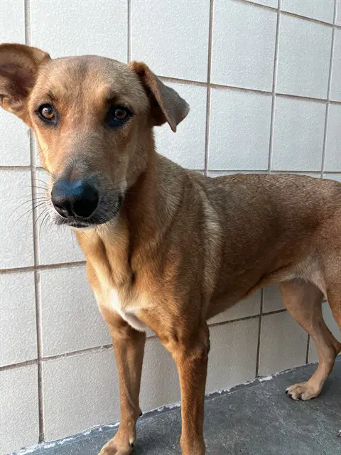 Adela - German Shepherd Dog