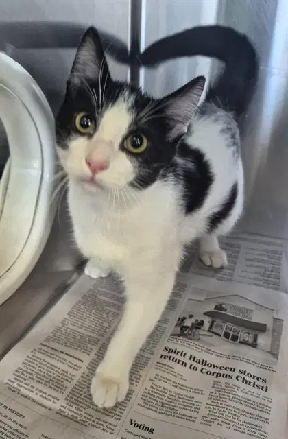 Cookie - Domestic Medium Hair